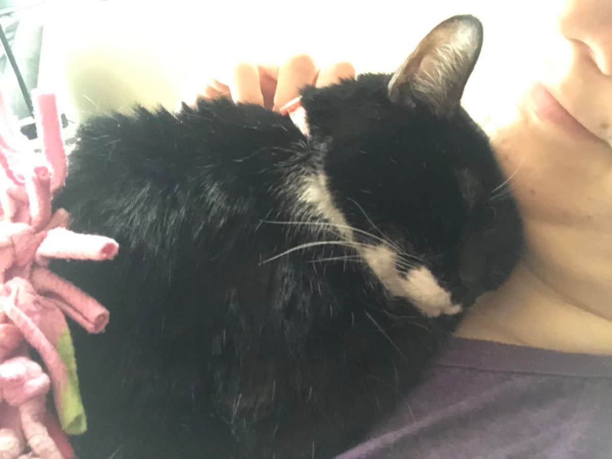 black and white cat cuddled on someone chest and sleeping under the person's chin