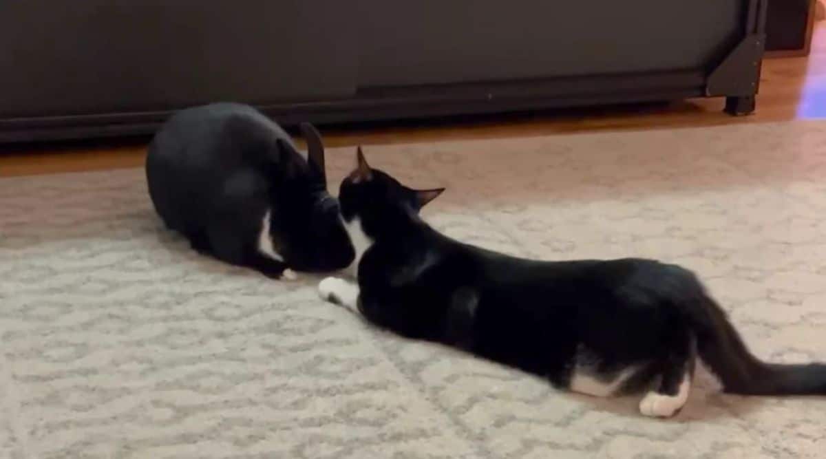 black and white cat grooming black and white rabbit