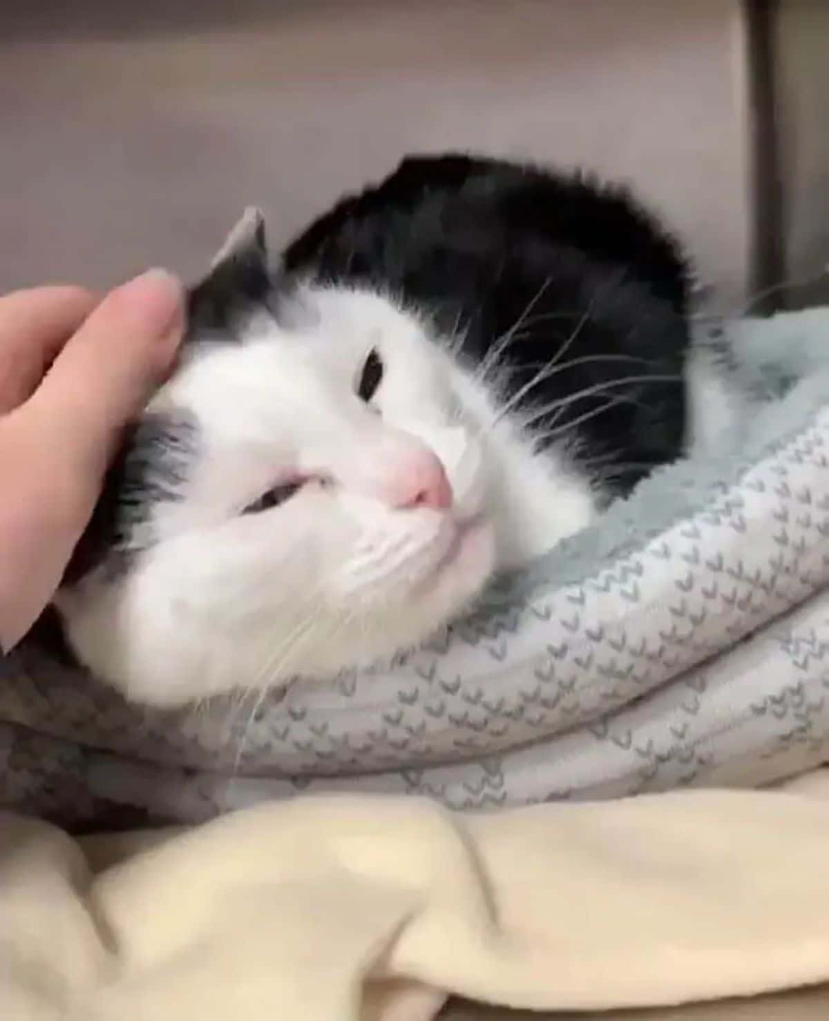 black and white cat in a grey cat bed getting petted