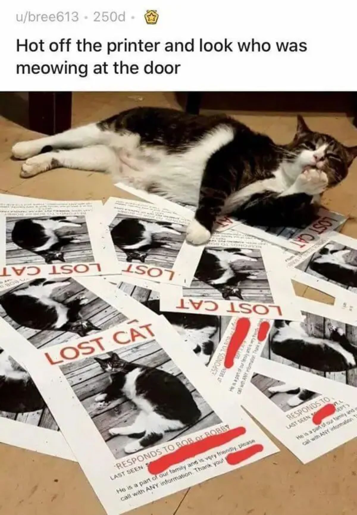 black and white cat laying on a pile of lost cat posters on the floor