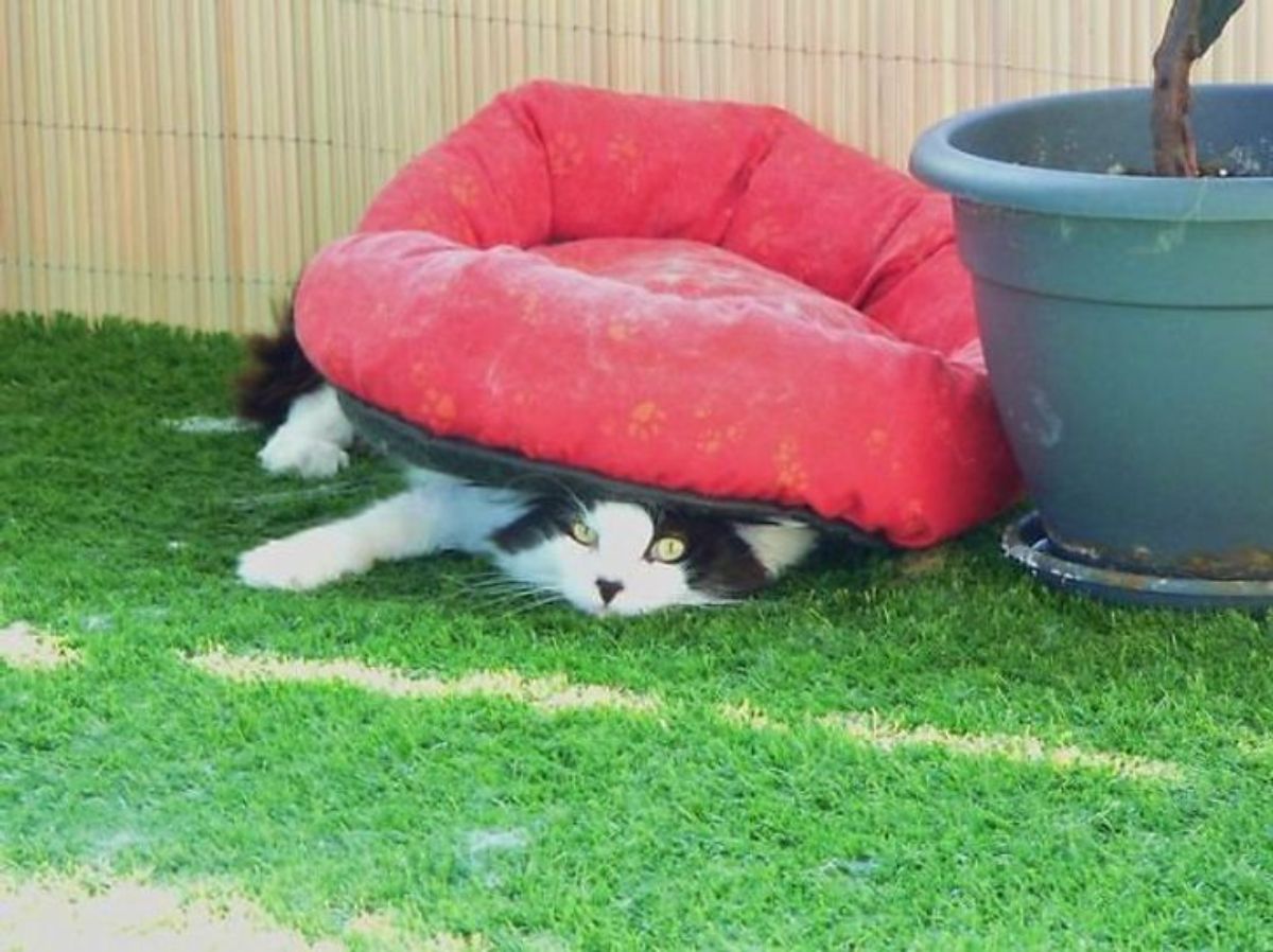 black and white cat laying on grass with a red cat bed on the cat