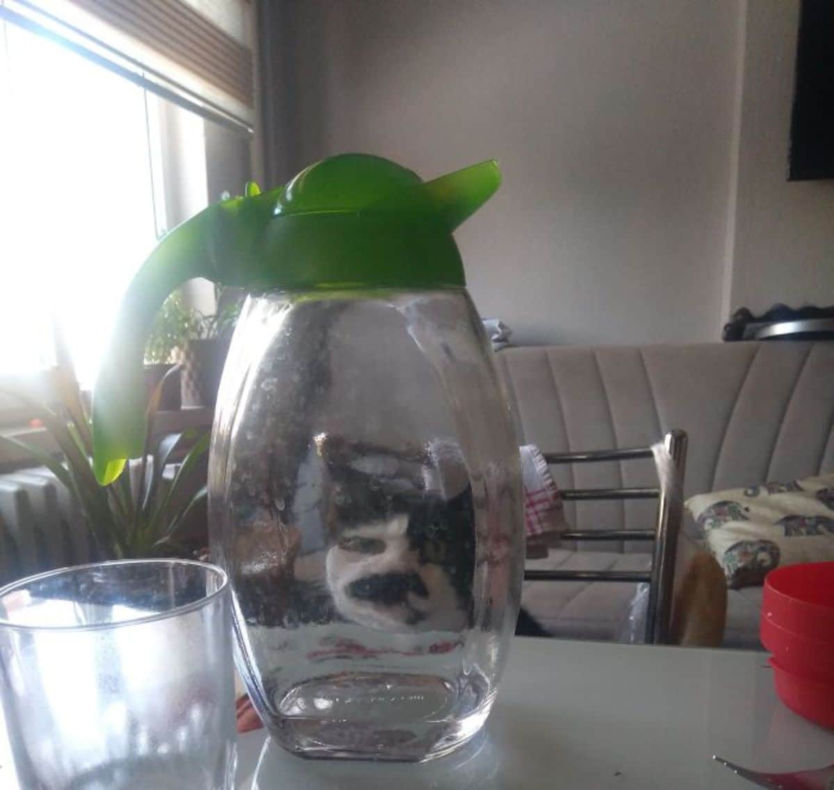 black and white cat seen through glass jar