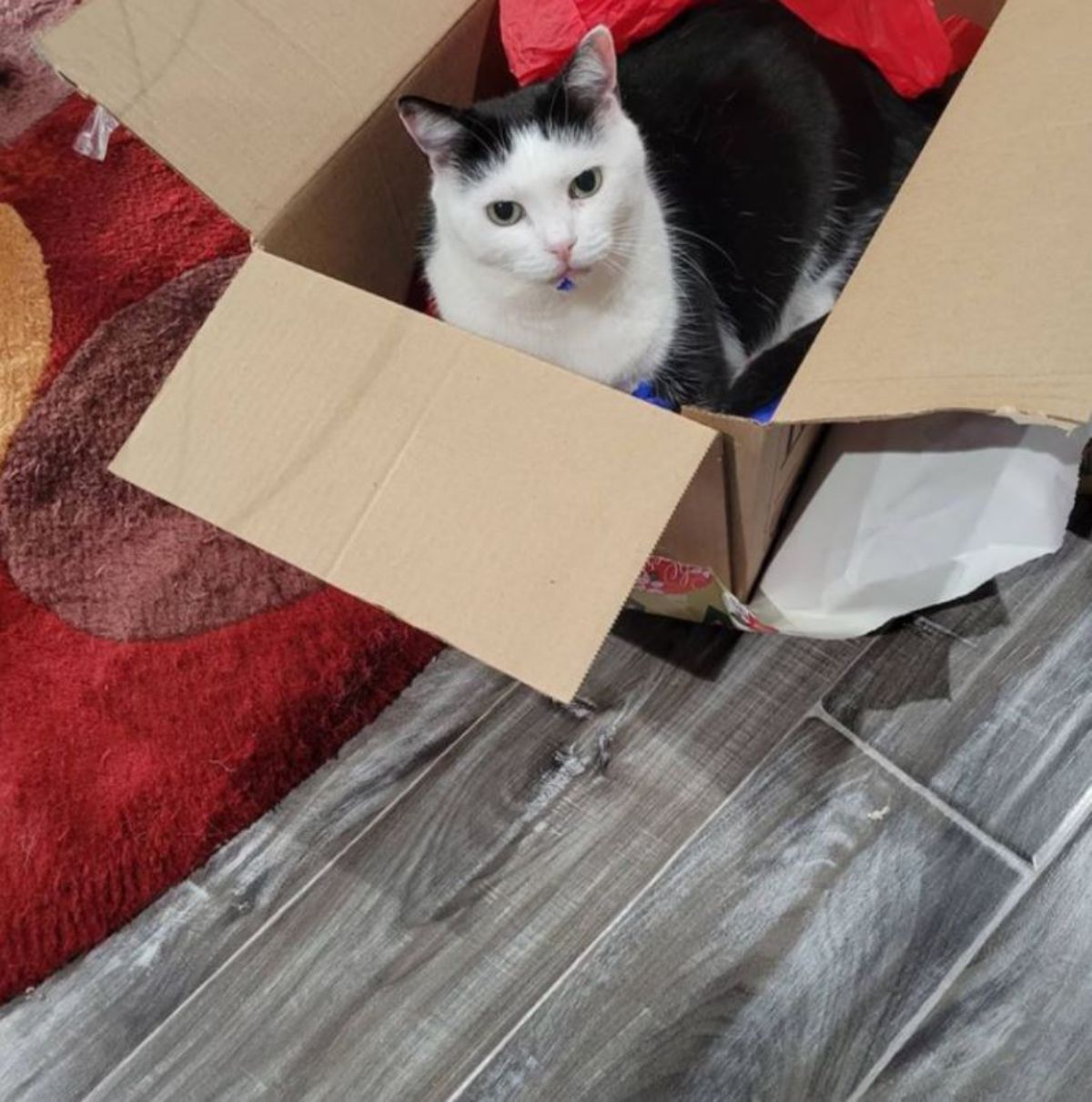 black and white cat sitting inside a cardboard box