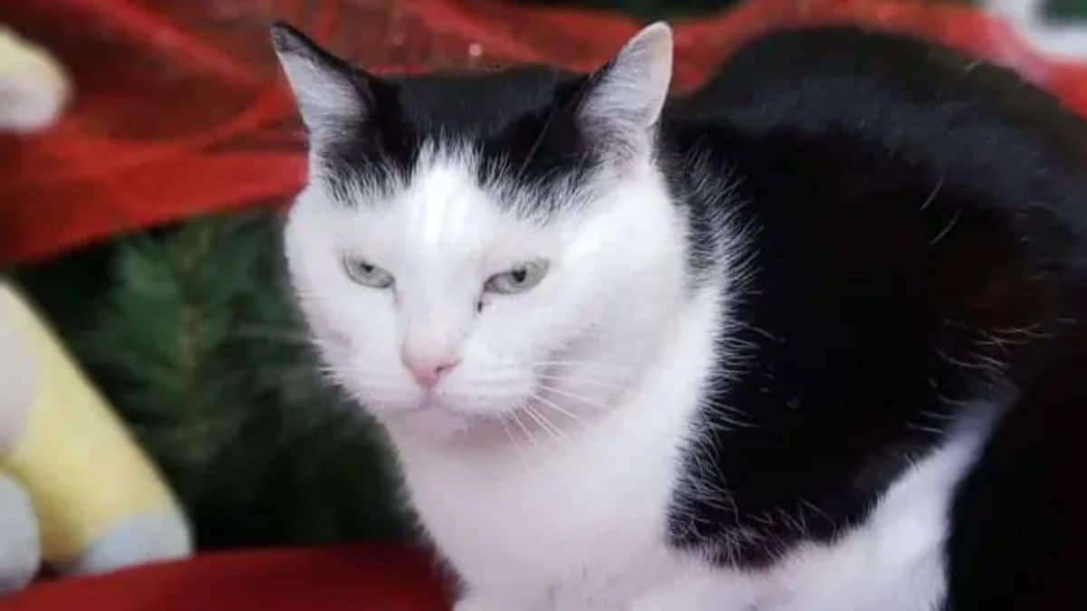 black and white cat sitting looking angry
