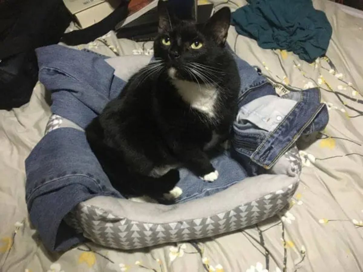 black and white cat sitting on a grey and whtie cat bed with blue jeans in it