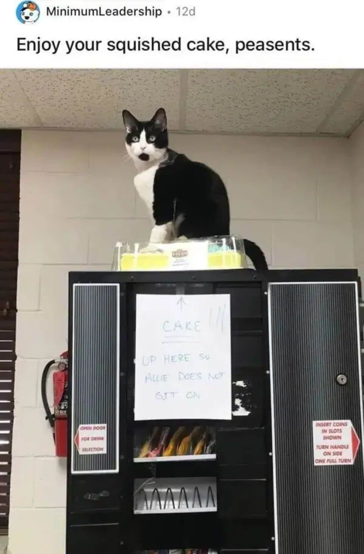 black and white cat sitting on a yellow cake in a plastic box placed on a black vending machine