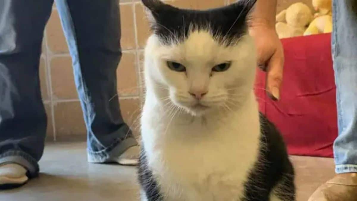 black and white cat sitting up looking angry