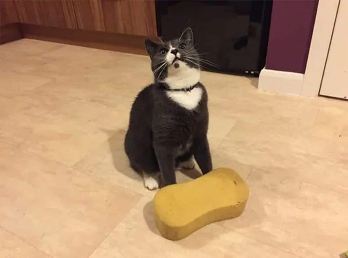 black and white cat sitting with a large yellow sponge in front of it