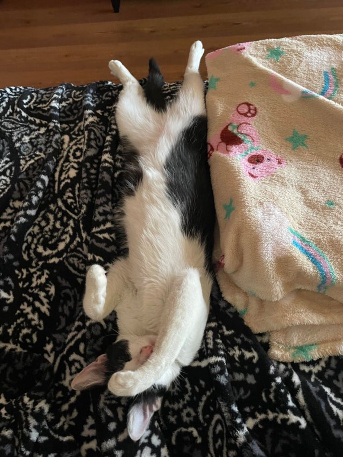 black and white cat sleeping belly up on blankets with right front leg covering the right eye