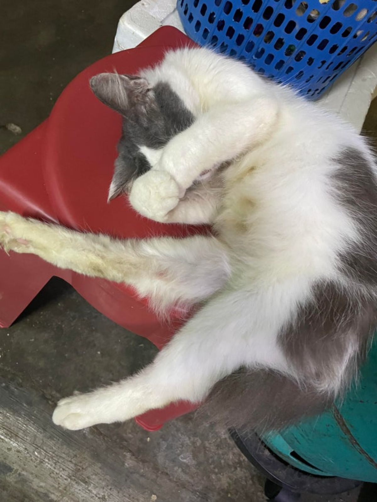 black and white cat sleeping with the front paws covering the eyes and back right leg stretched outwards