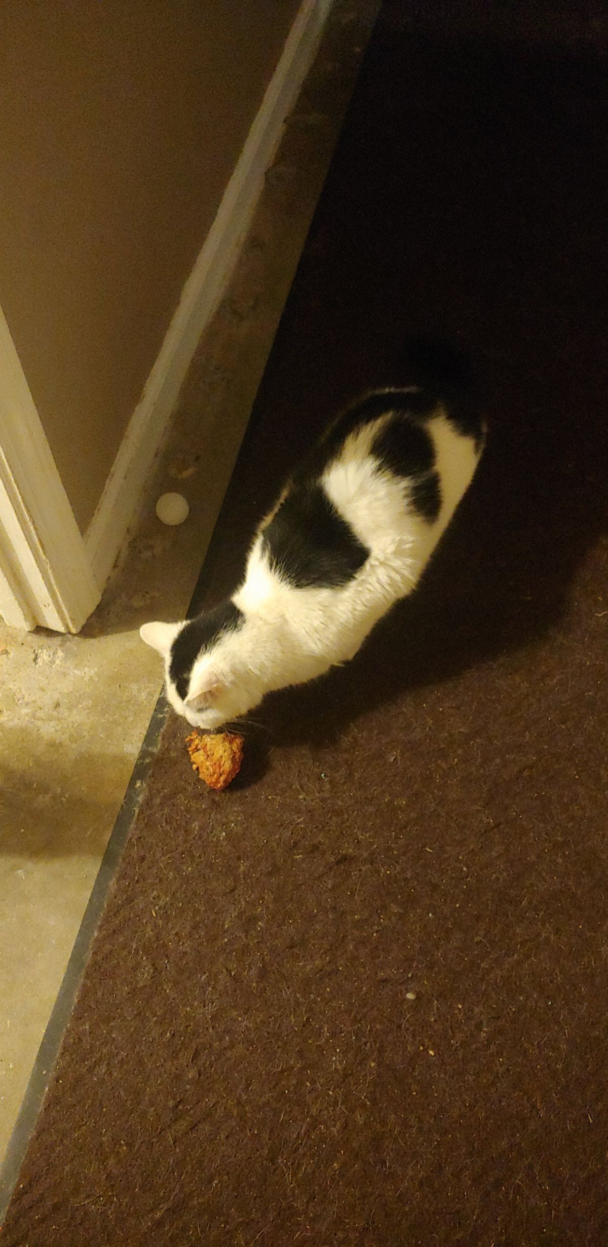 black and white cat standing on brown carpet in a hallway sniffing a meatball on the floor