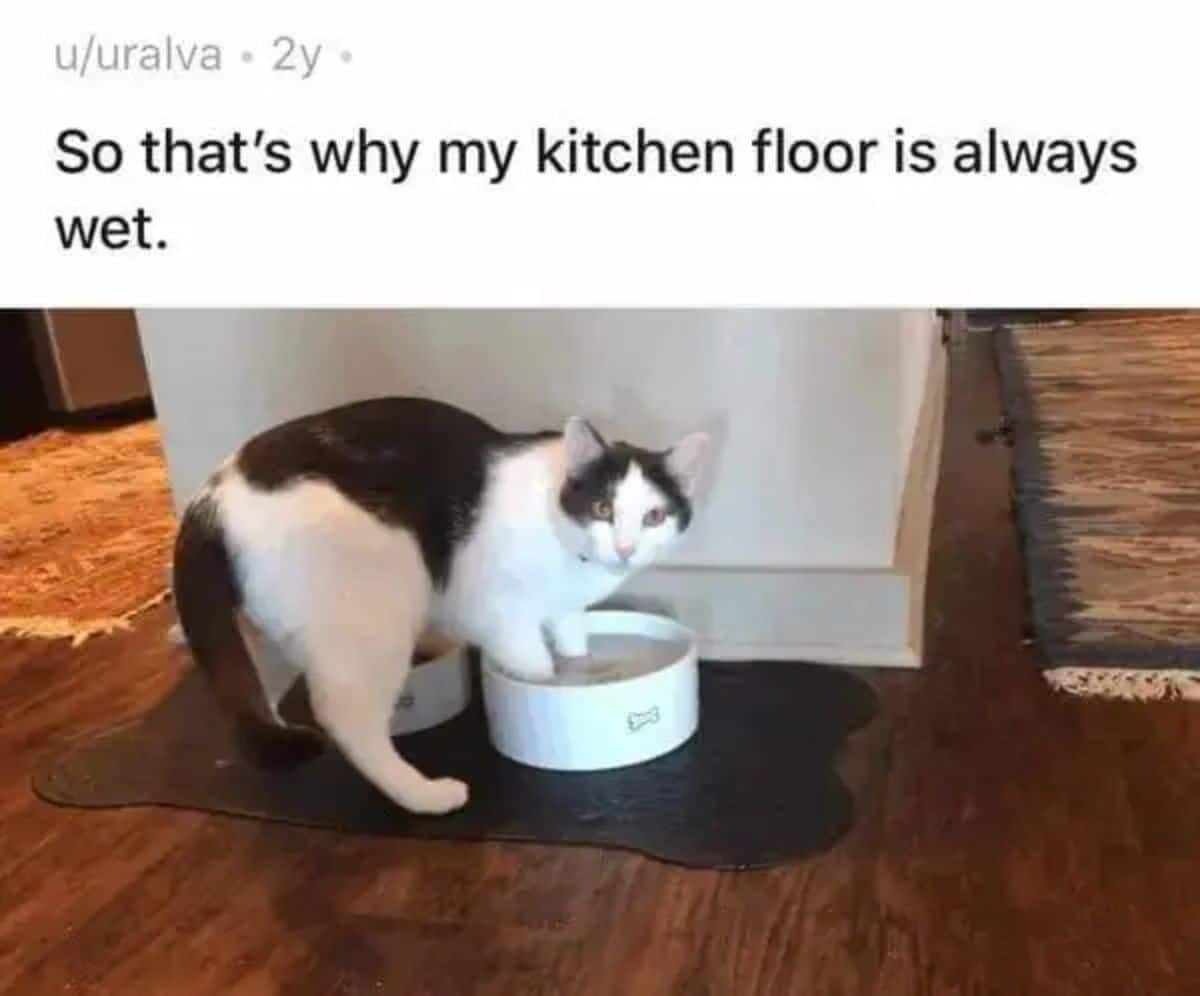 black and white cat standing with front legs inside a white water bowl