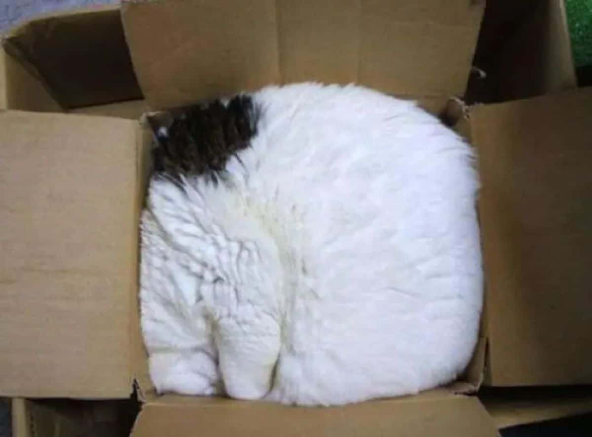 black and white cat stuffed into a square cardboard box