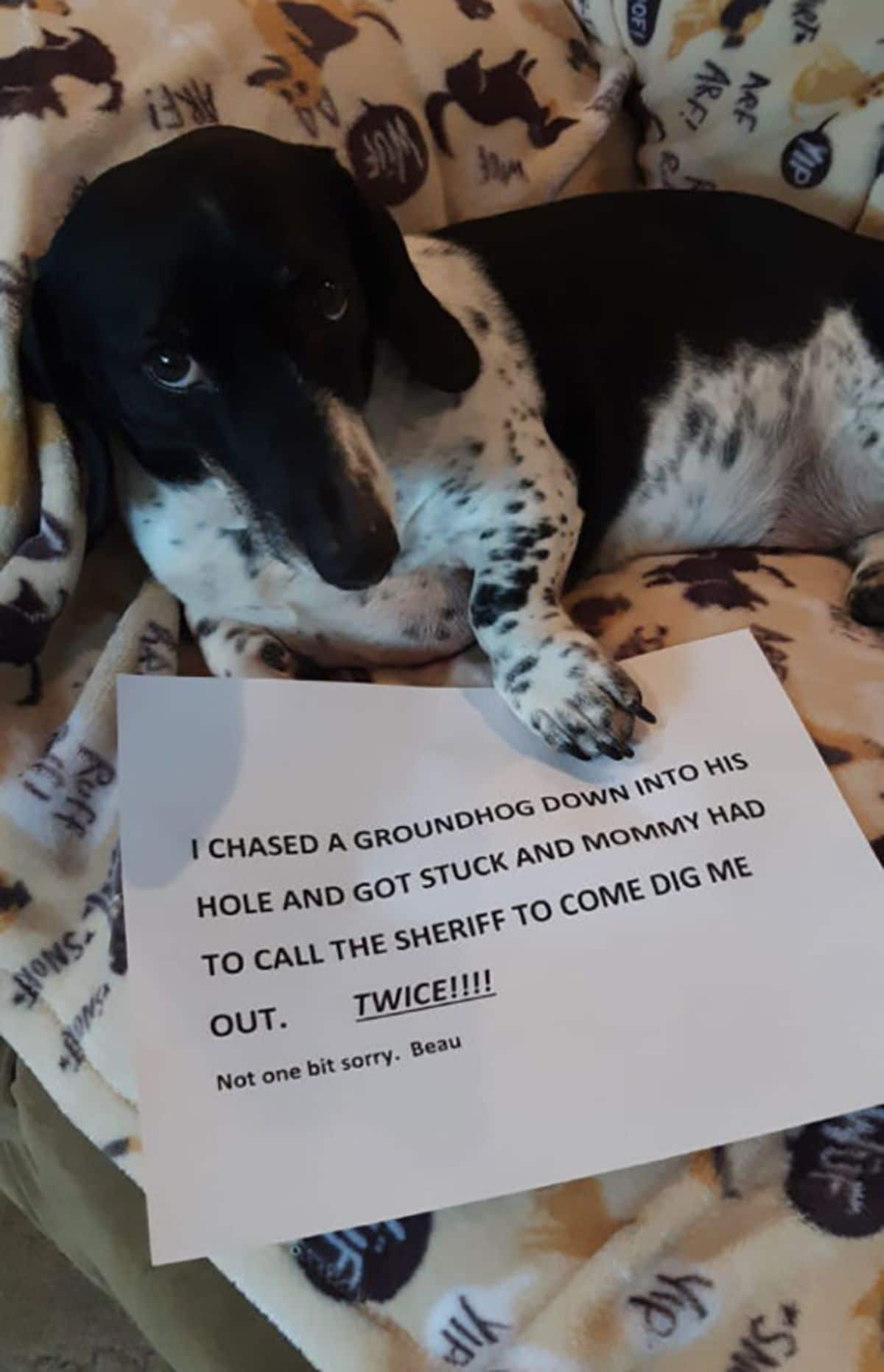 black and white dachshund laying on a black and white blanket with a note saying the dog chased a groundhog into a hole and got stuck and the sheriff had to rescue the dog