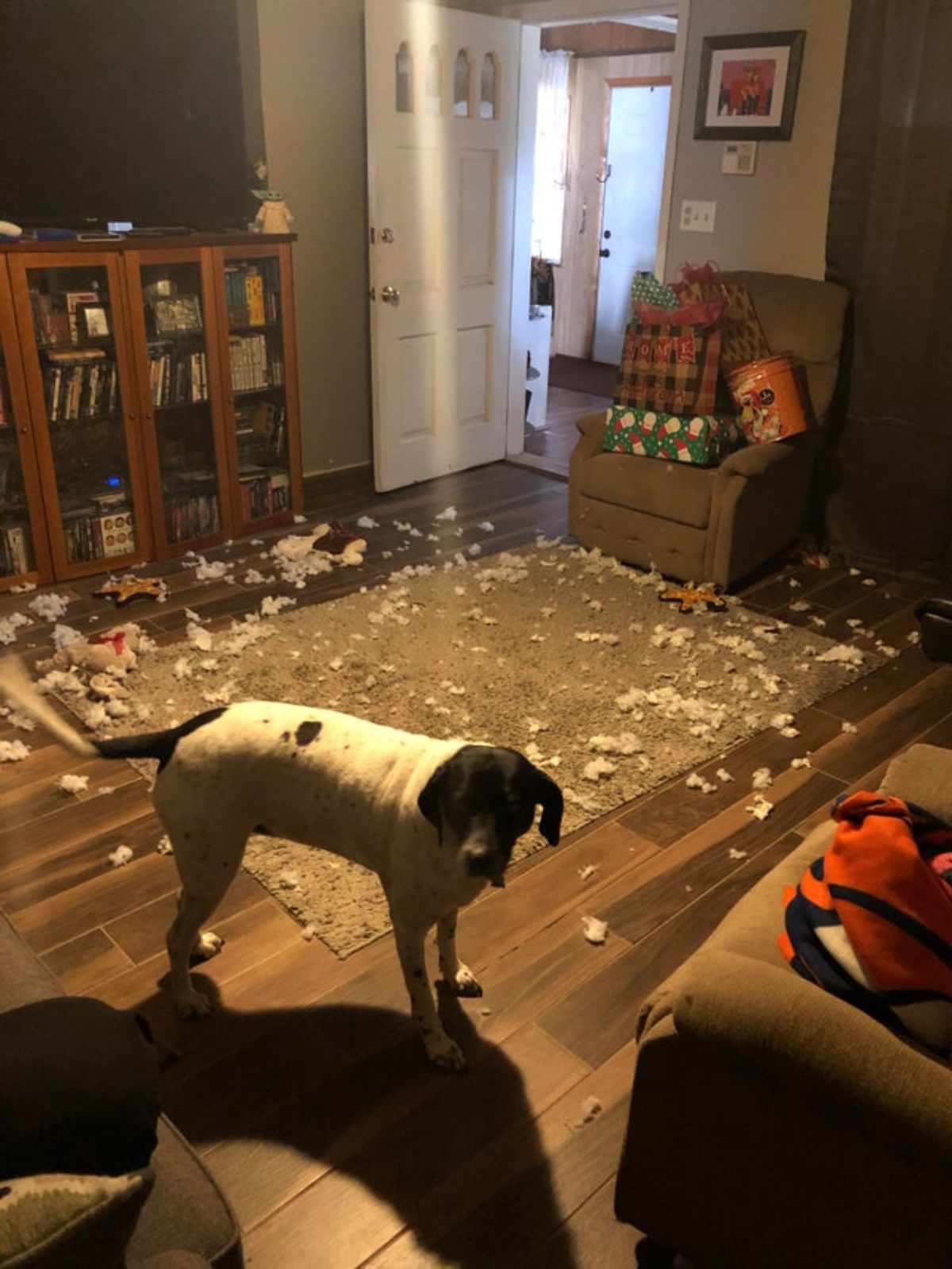black and white dog standing on wooden floor in a room with white stuffing from a toy strewn all over