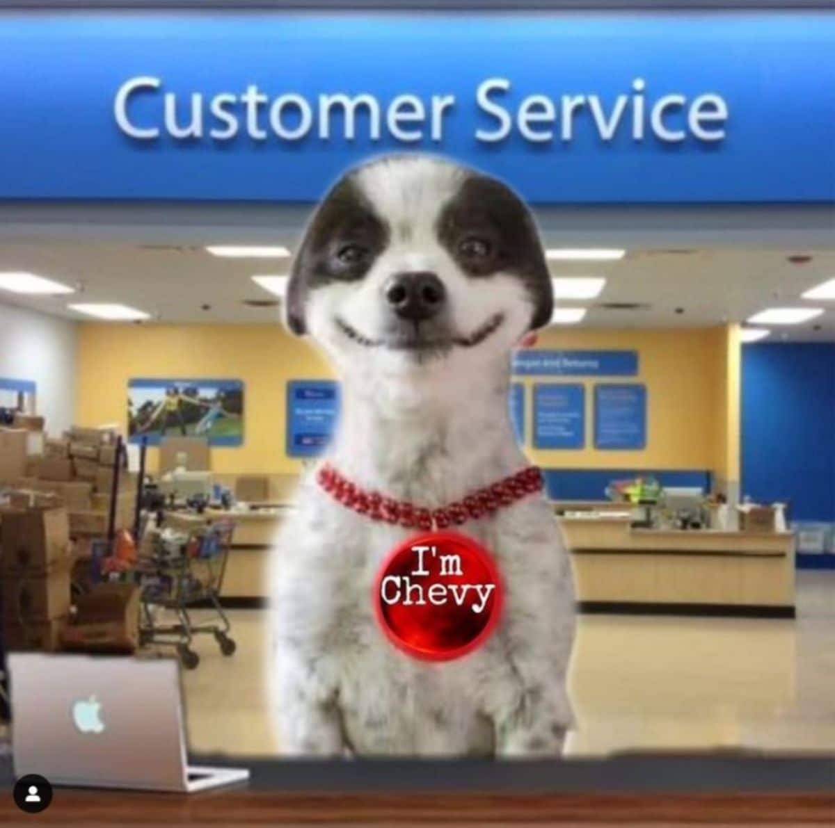 black and white dog who looks like he's smiling photoshopped into a room that has a large customer service sign and standing behind a counter next to a macbook
