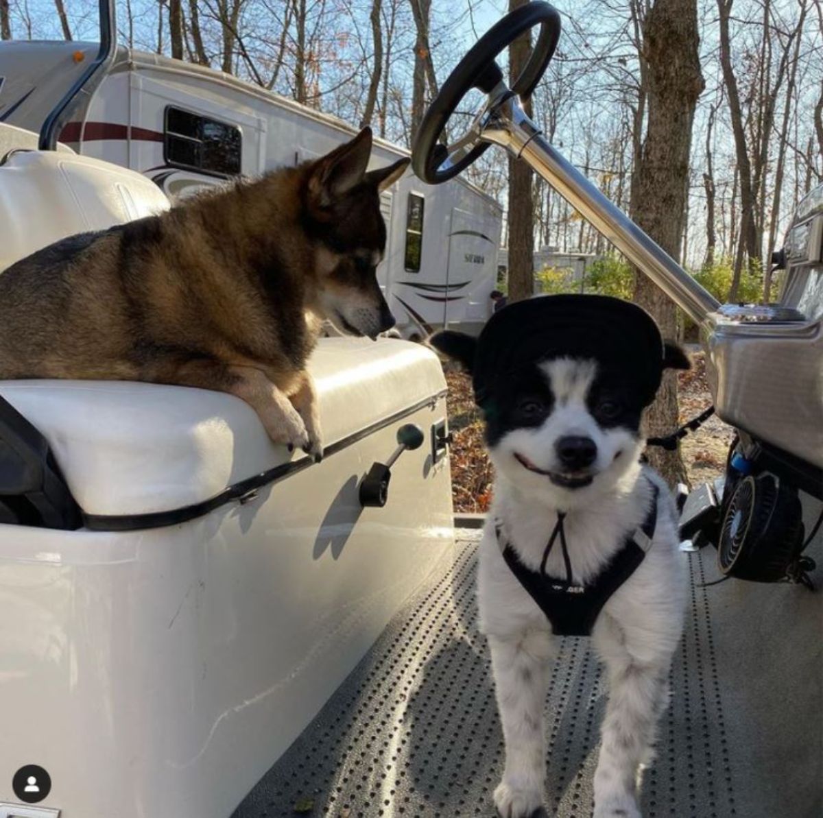 black and white dog who looks like he's smiling standing on the floor of a golf cart and a brown and black dog is laying on the seat