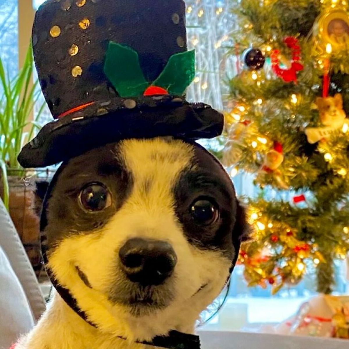 black and white dog who looks like he's smiling wearing a black top hat with christmas decor in front of a christmas tree