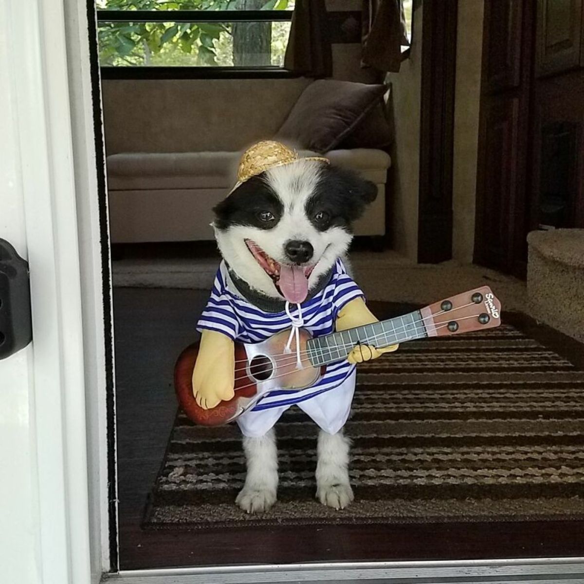black and white dog who looks like he's smiling wearing an outfit with a straw hat and a guitar
