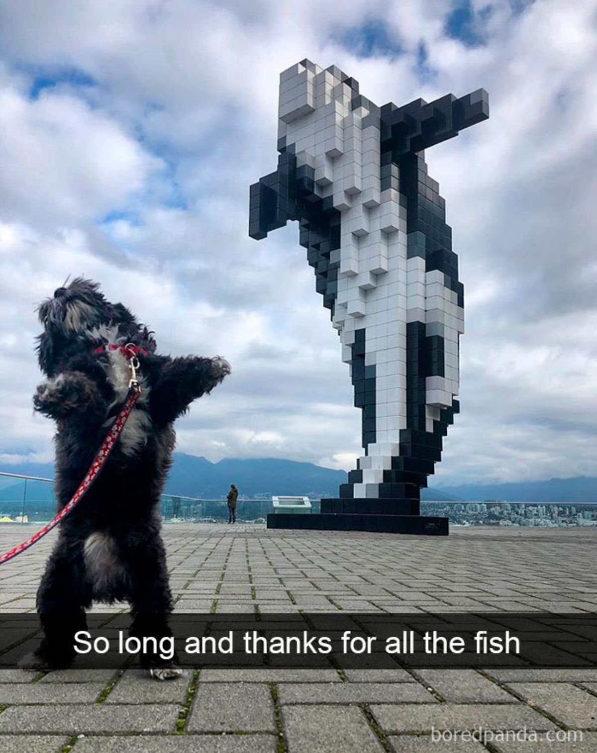black and white fluffy dog standing on its hind legs in front of a large black grey and white fish statue with a caption saying so long and thanks for all the fan