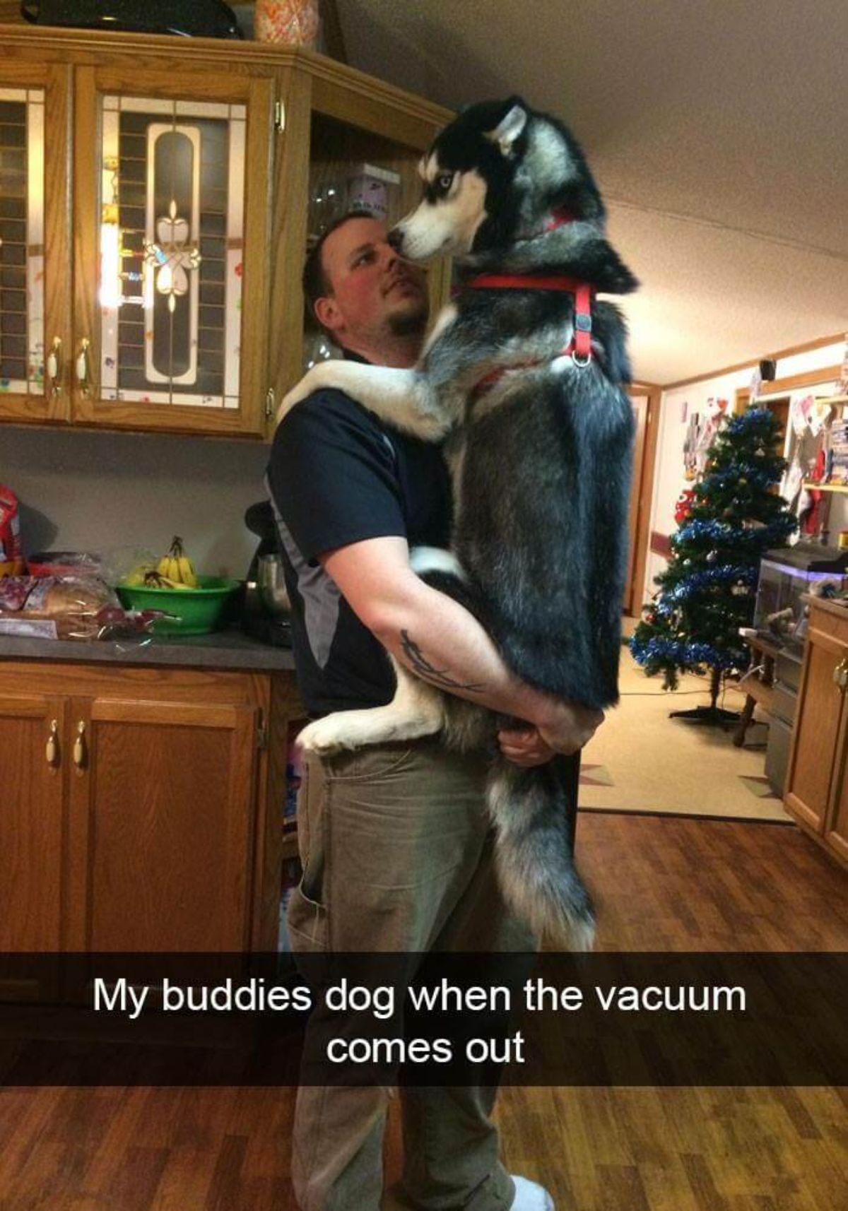 black and white husky being carried by a man in a kitchen with a caption saying my buddies dog when the vacuum comes out