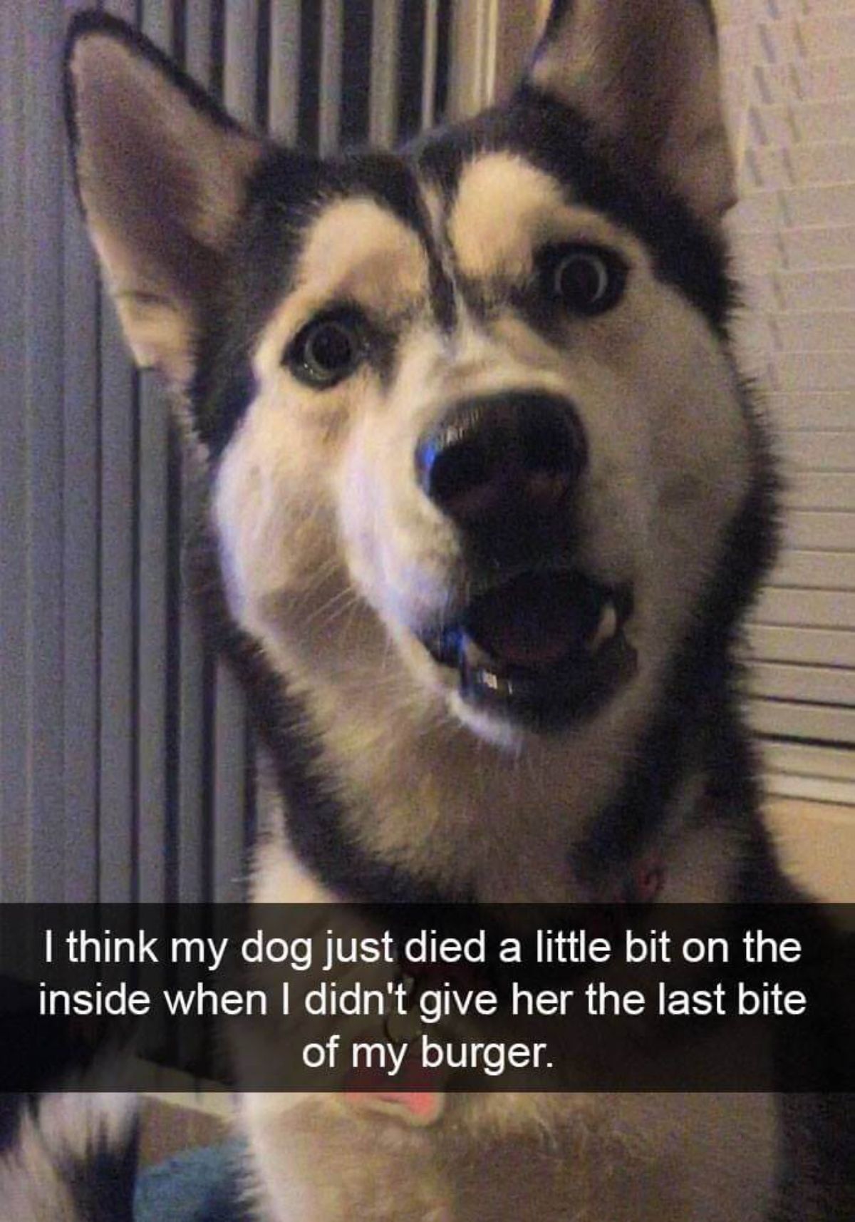 black and white husky looking at the camera with its mouth open in surprise with a caption saying i think my dog just died a little bit on the inside when i didn't give her the last bite