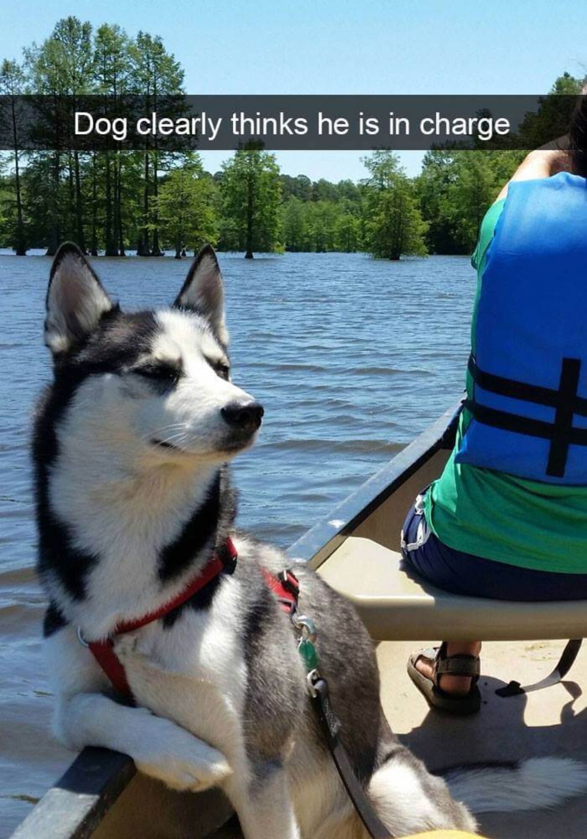 black and white husky sitting against the corner of a boat with one front leg on the edge with a caption saying dog clearly thinks he's in charge