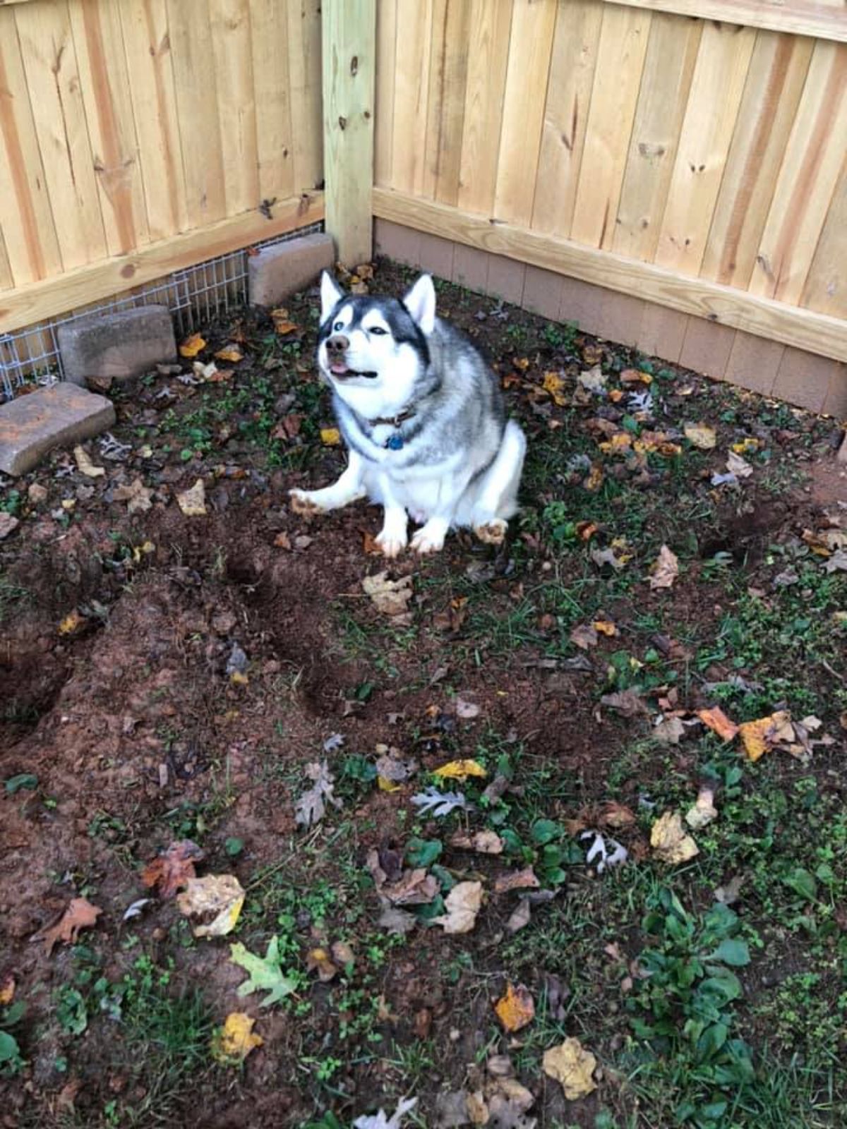 black and white husky sitting on the ground in a garden with the front legs placed between the back legs and the tongue sticking out slightly