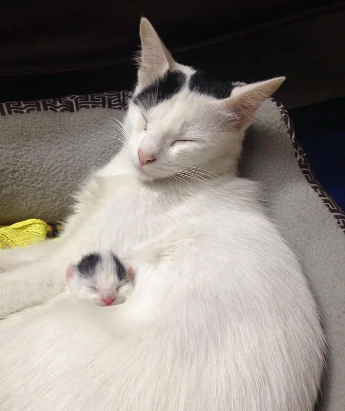 black and white kitten head poking out from between white and black cat's stomach and front legs