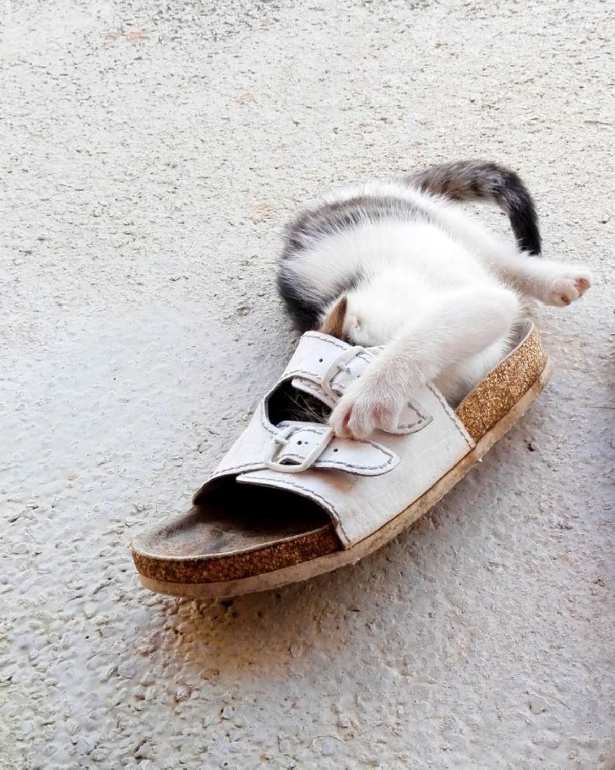 black and white kitten laying on the floor with its head inside a white and brown sandal