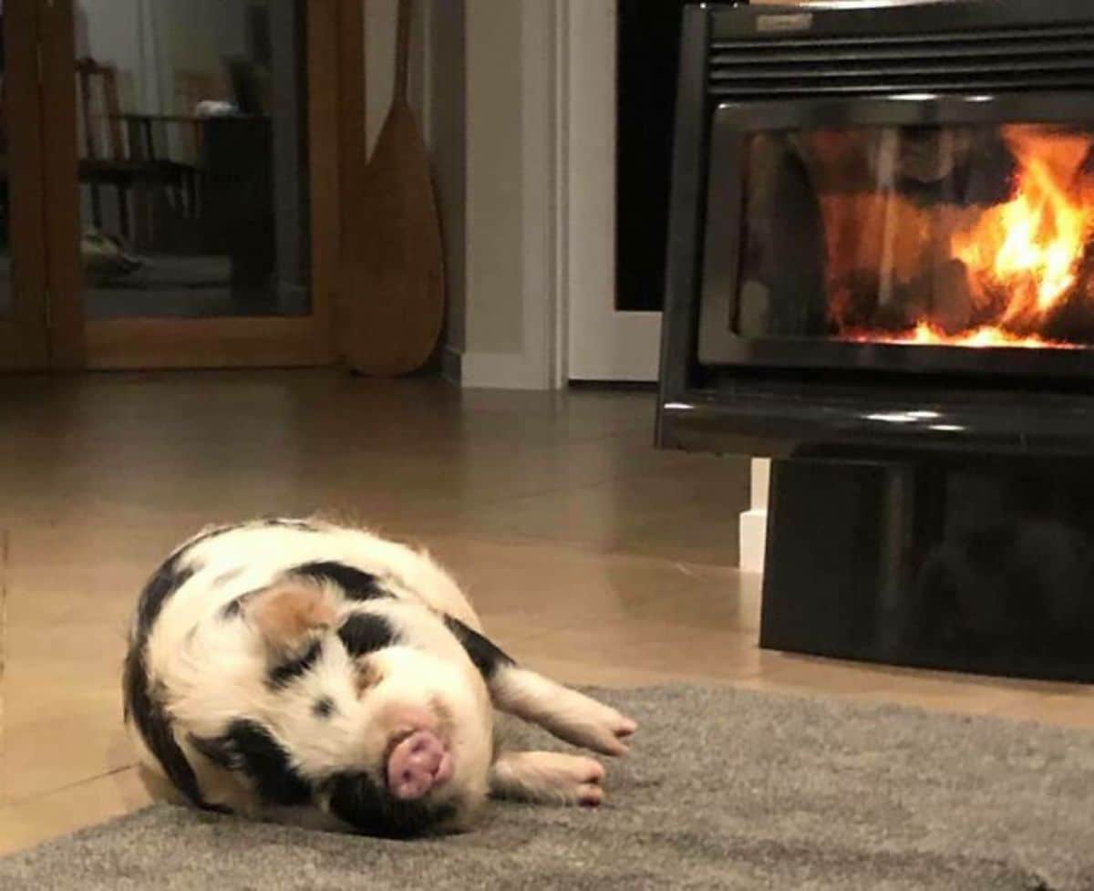 black and white pig laying on a grey carpet and wooden floor on its side in front of a fire