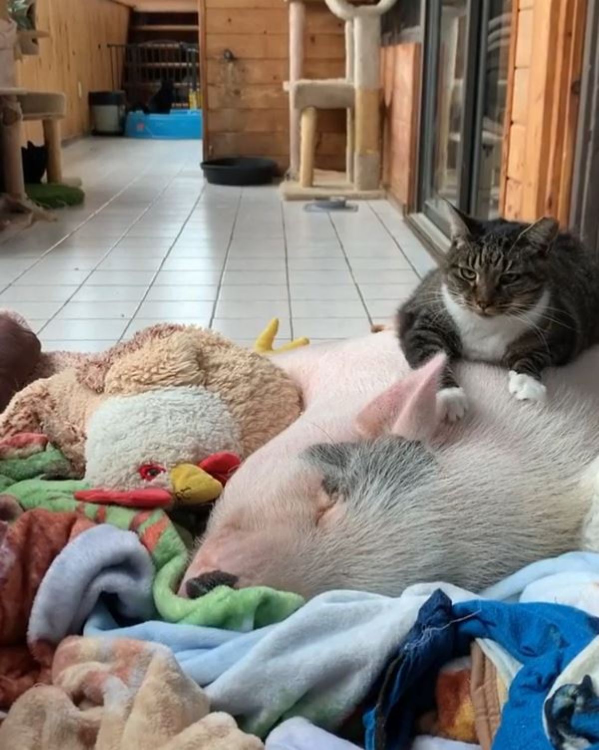 black and white pig laying sideways on a blanket with stuffed toys with a black and white tabby cat laying on the pig