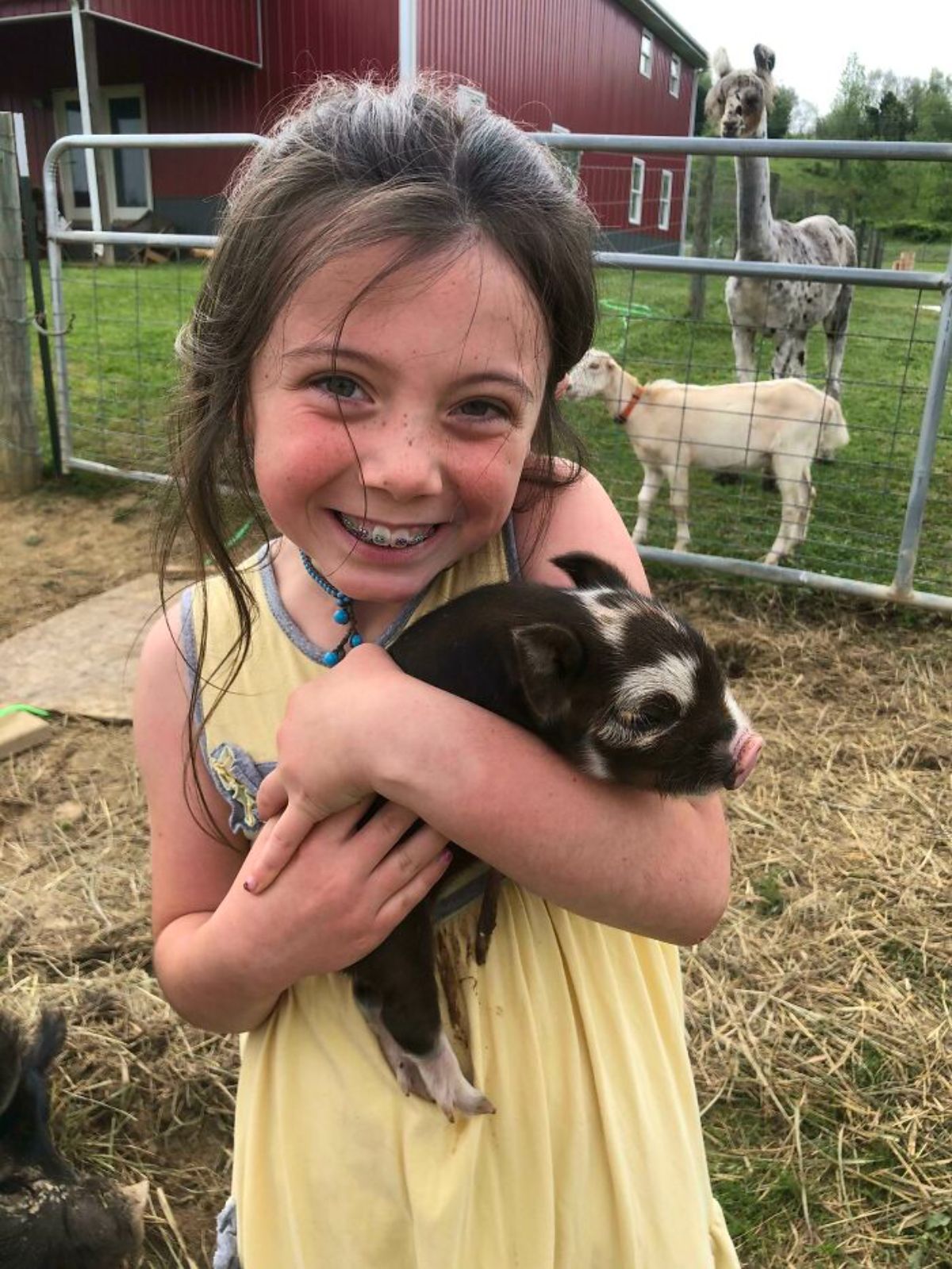 black and white piglet being held by a little girl with a white goat and a white and black alpaca behind a fence