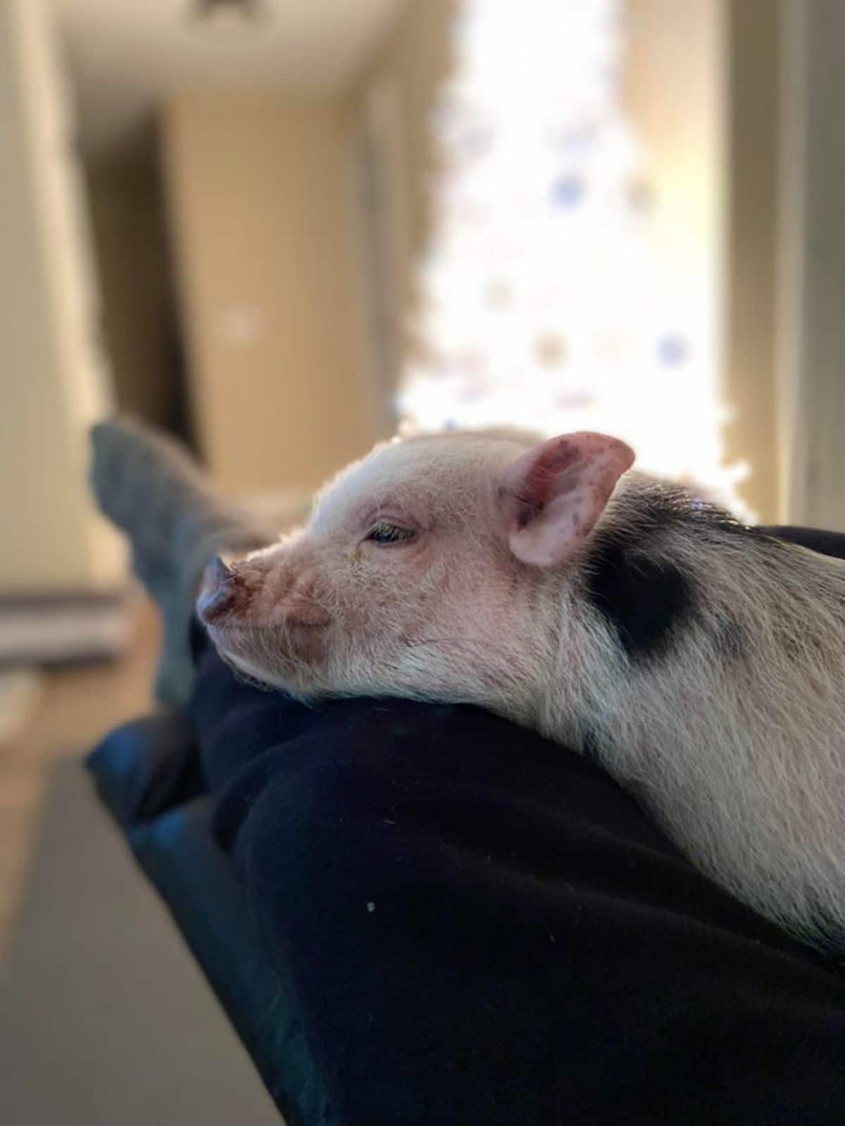 black and white piglet laying its head on a blue sofa