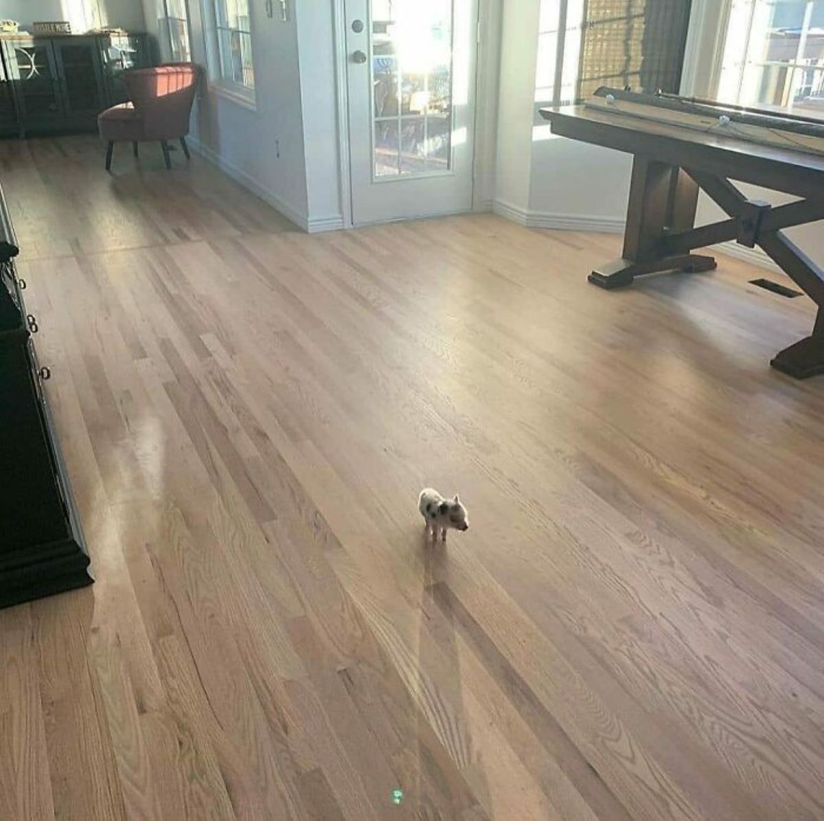 black and white piglet standing in the middle of a wooden floor