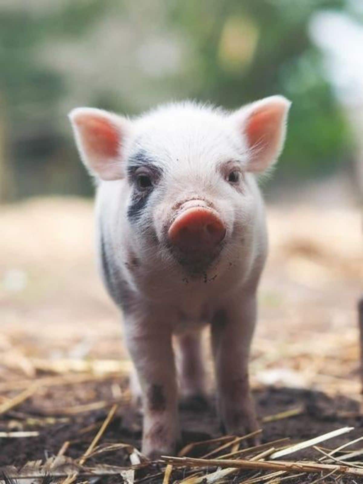 black and white piglet standing