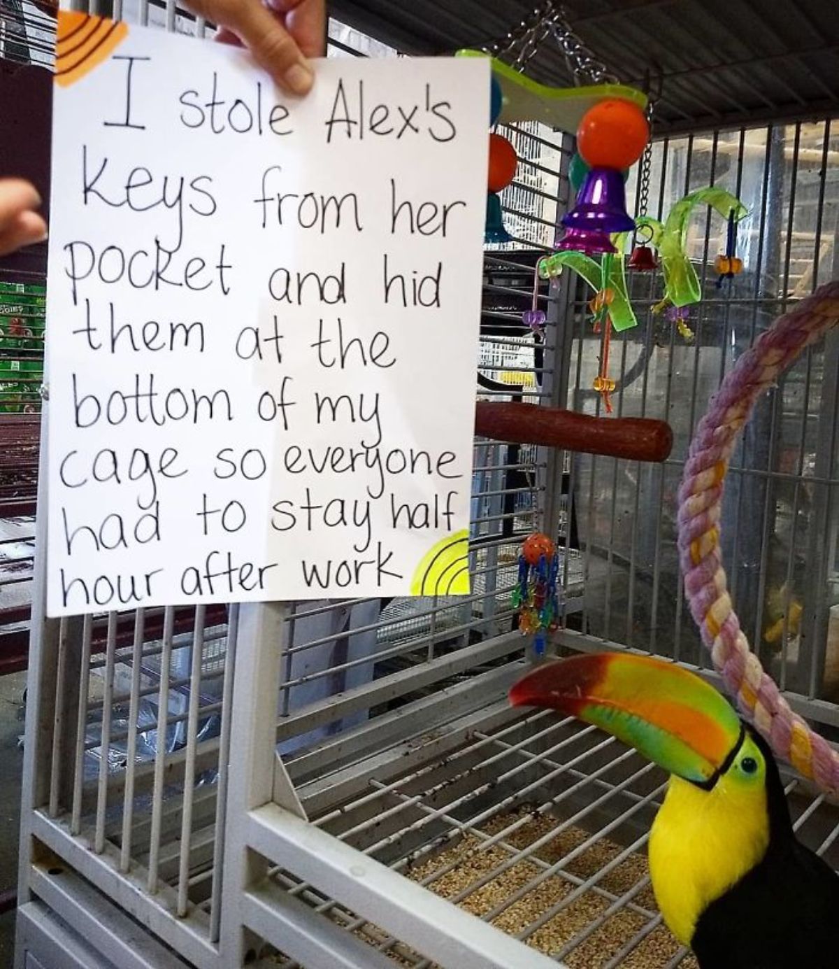 black and yellow toucan in the corner of a grey metal cage with a note saying the toucan stole Alex's keys and hid them so that everyone had to stay extra after work