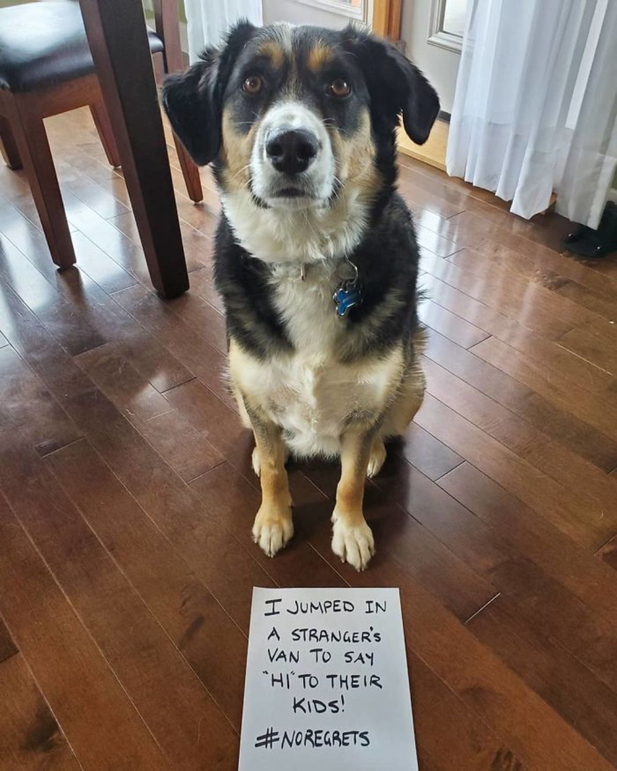 black brown and white dog sitting on wooden floor with a note saying it jumped in to a strangers van to say hi to their children