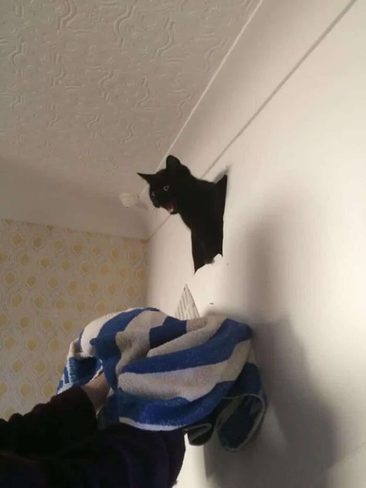 black cat coming out of a vent in a white wall with its mouth open and someone holding a blue and white blanket under it