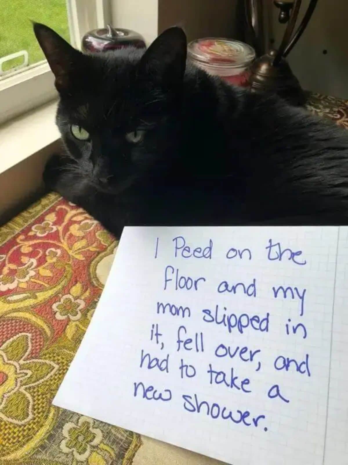 black cat laying on a blanket next to a sign on a white paper that says i peed on the floor and my mom slipped in it, fell over, and had to take a new shower
