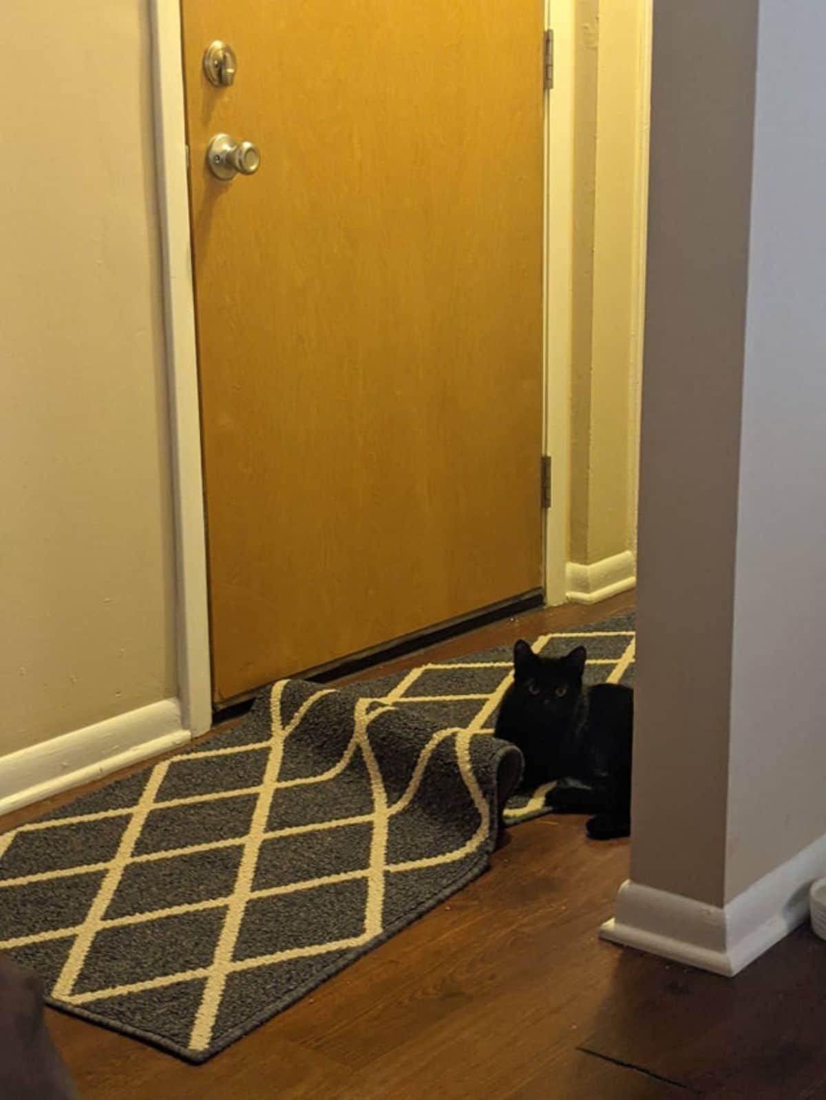 black cat laying on a grey and white carpet that has bunched up in front of the cat