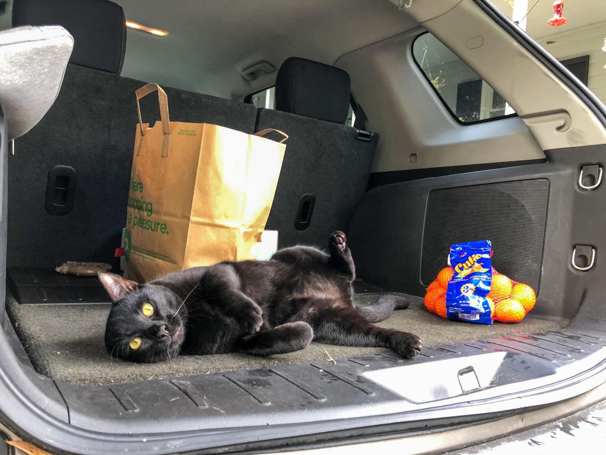 black cat laying sideways in the back of a car next to a bag of groceries