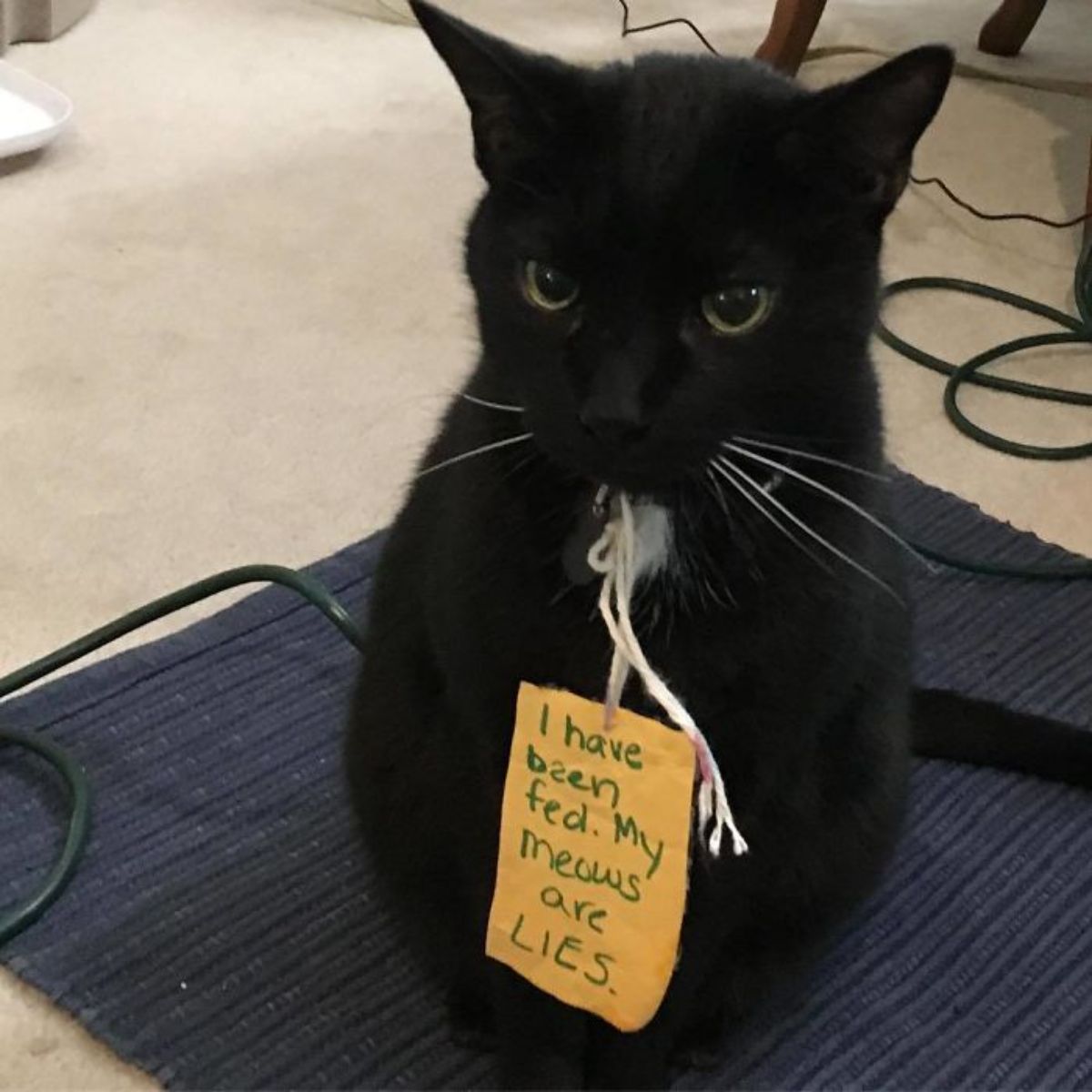 black cat sitting on a black mat with a note saying "I have been fed. My meows are LIES"