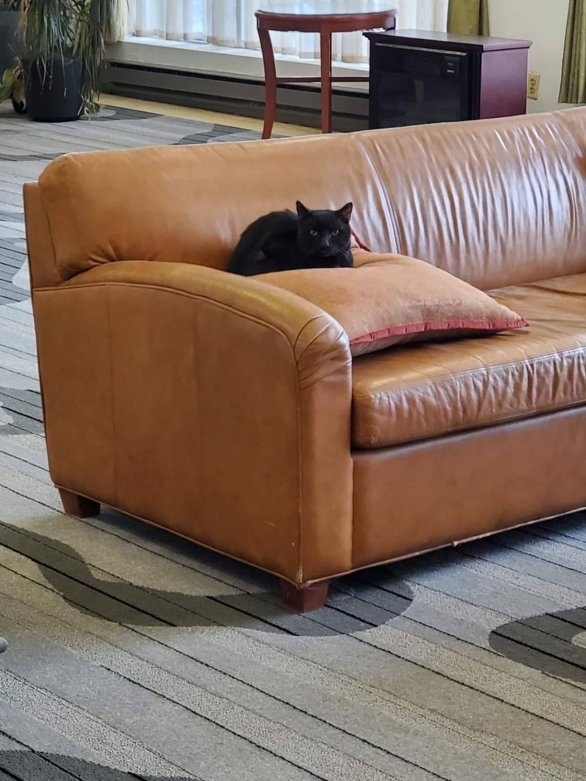black cat sitting on a brown cushion on a brown sofa