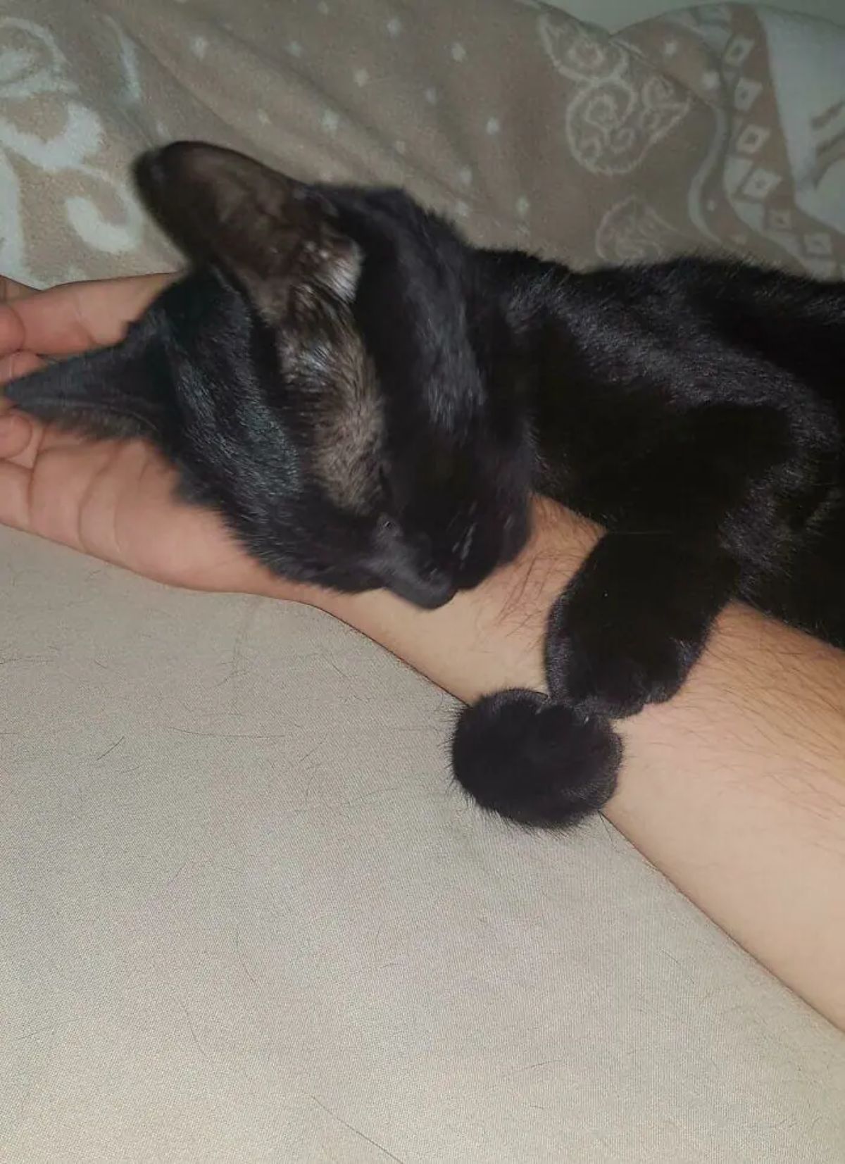 black cat sleeping holding someone's arm with the two front legs