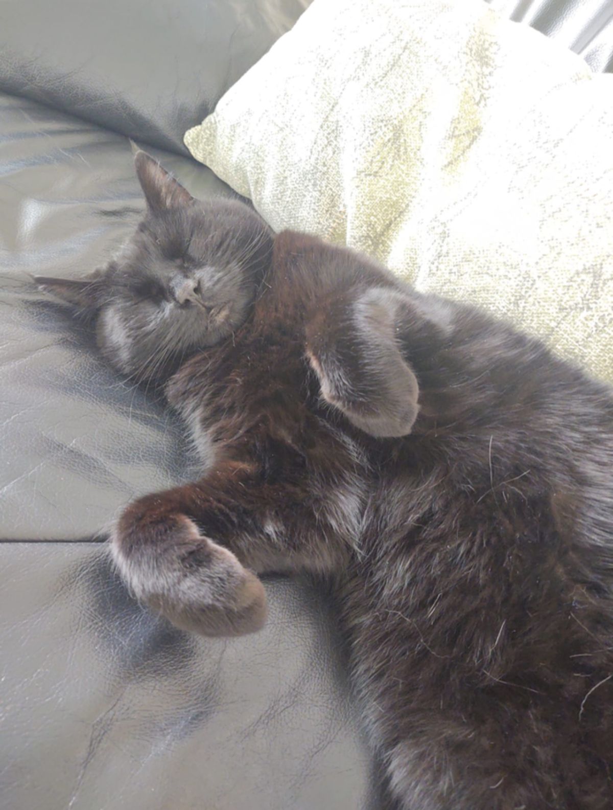 black cat sleeping on a black sofa with the front paws curled down