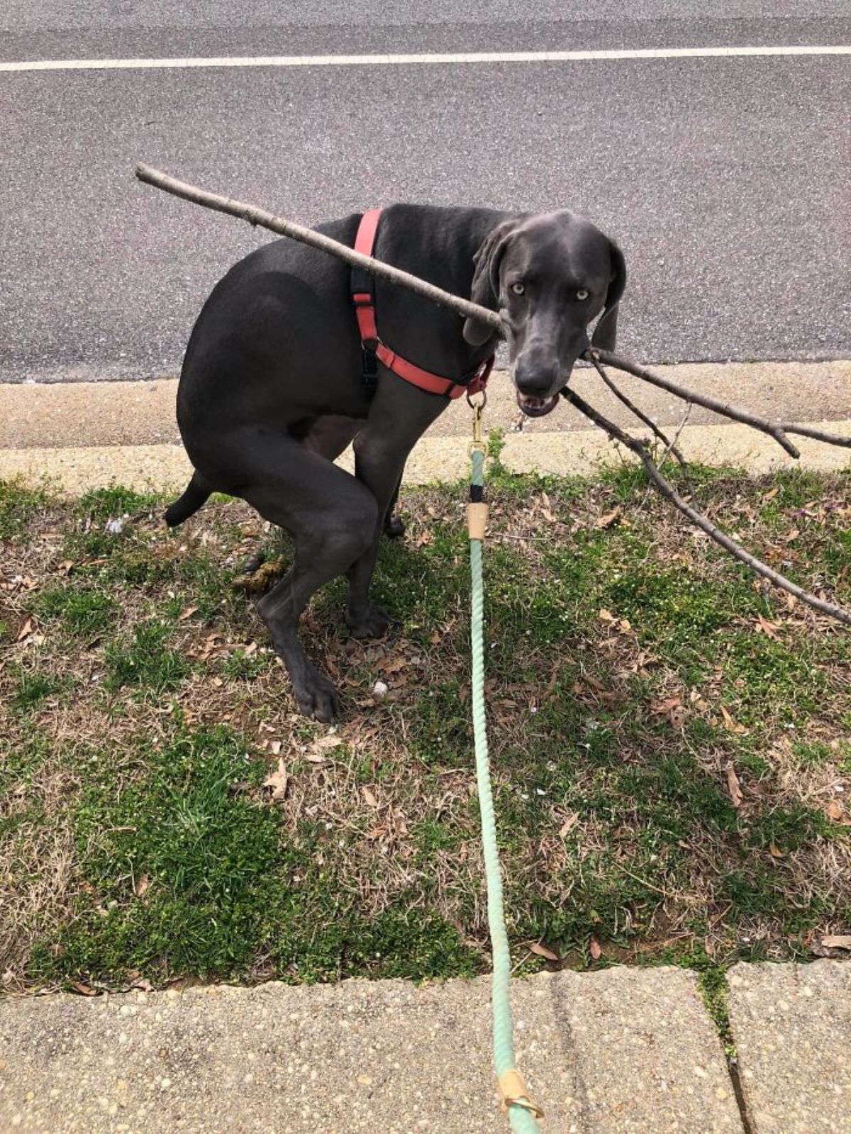 black dog crouching and pooping while holding a long and thin branch