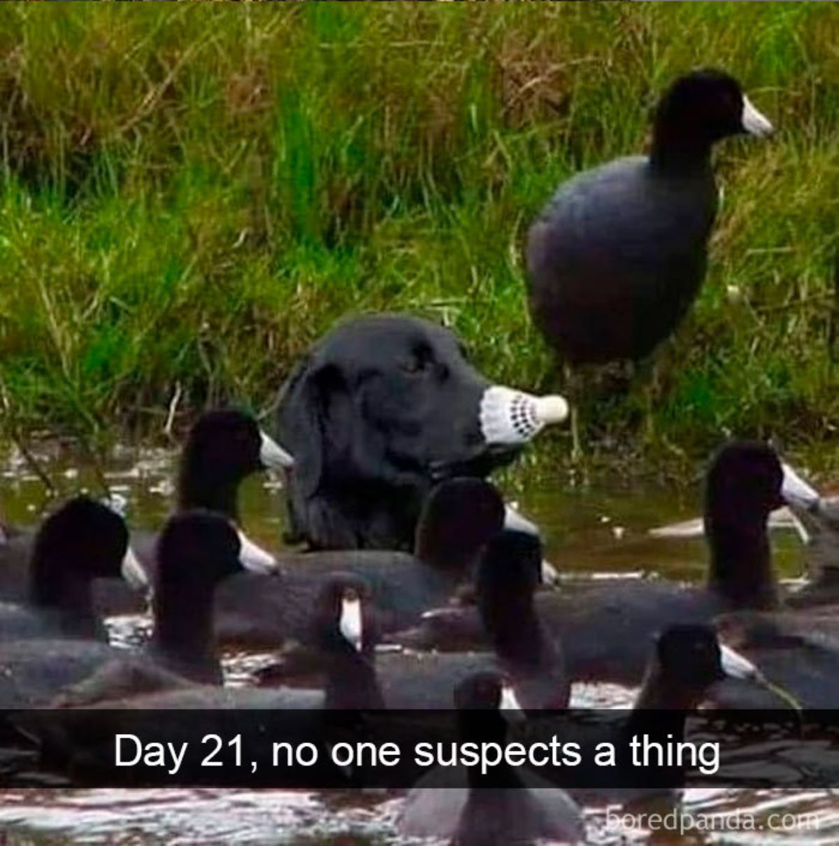 black dog in water with a white shuttlecock on its nose with a bunch of black ducks with white bills with a caption saying day 21, no one suspects a thing