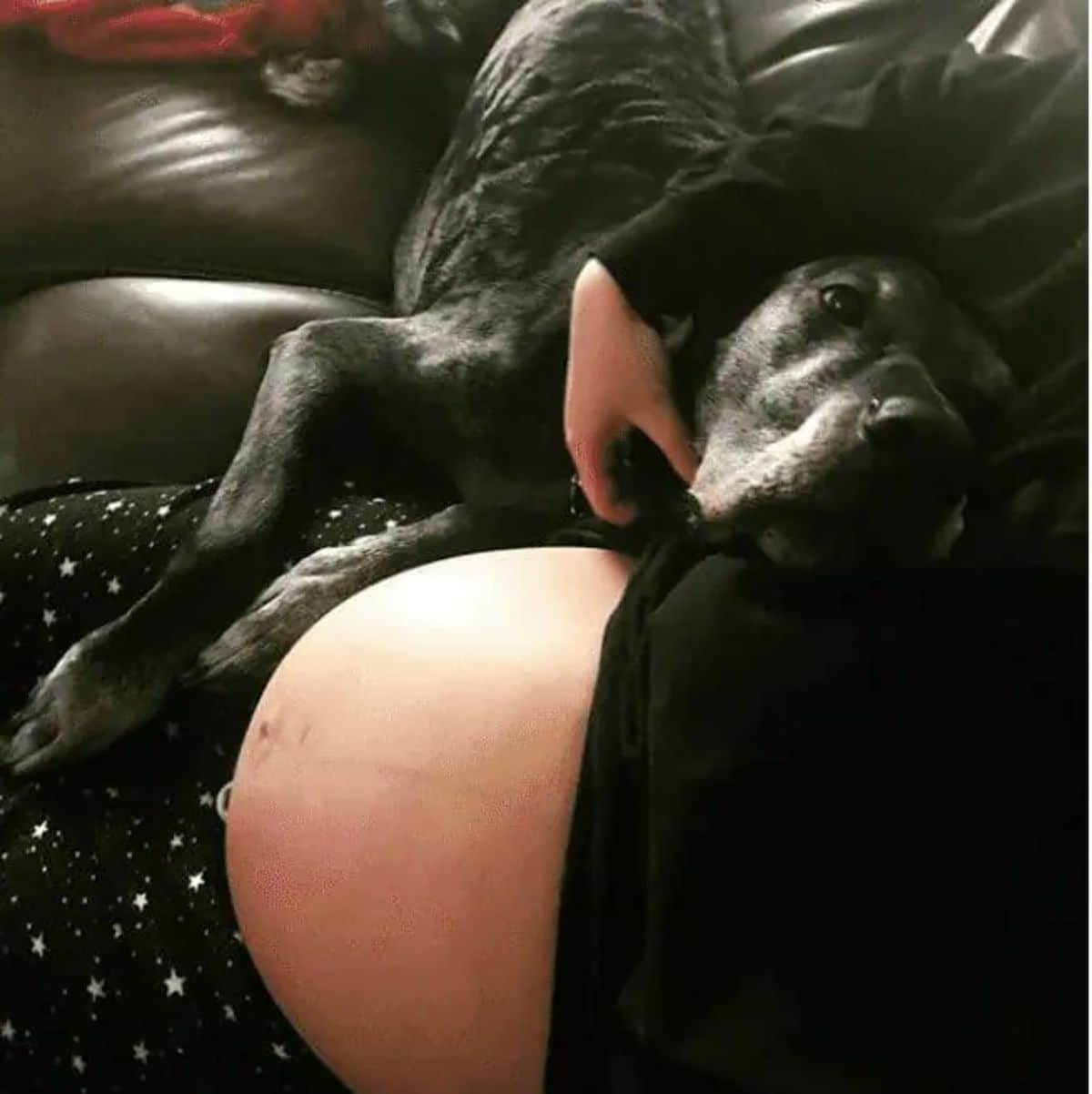 black dog laying on a brown sofa and laying its head on a pregnant person's baby bump and looking up at their face