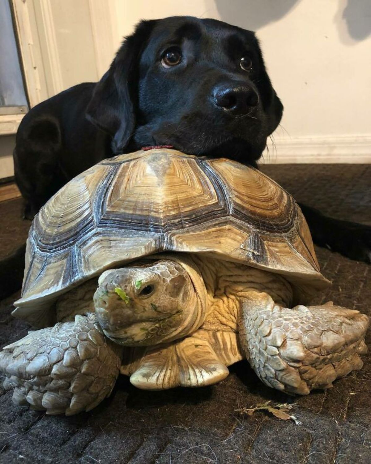black dog resting its head on the shell of a tortoise